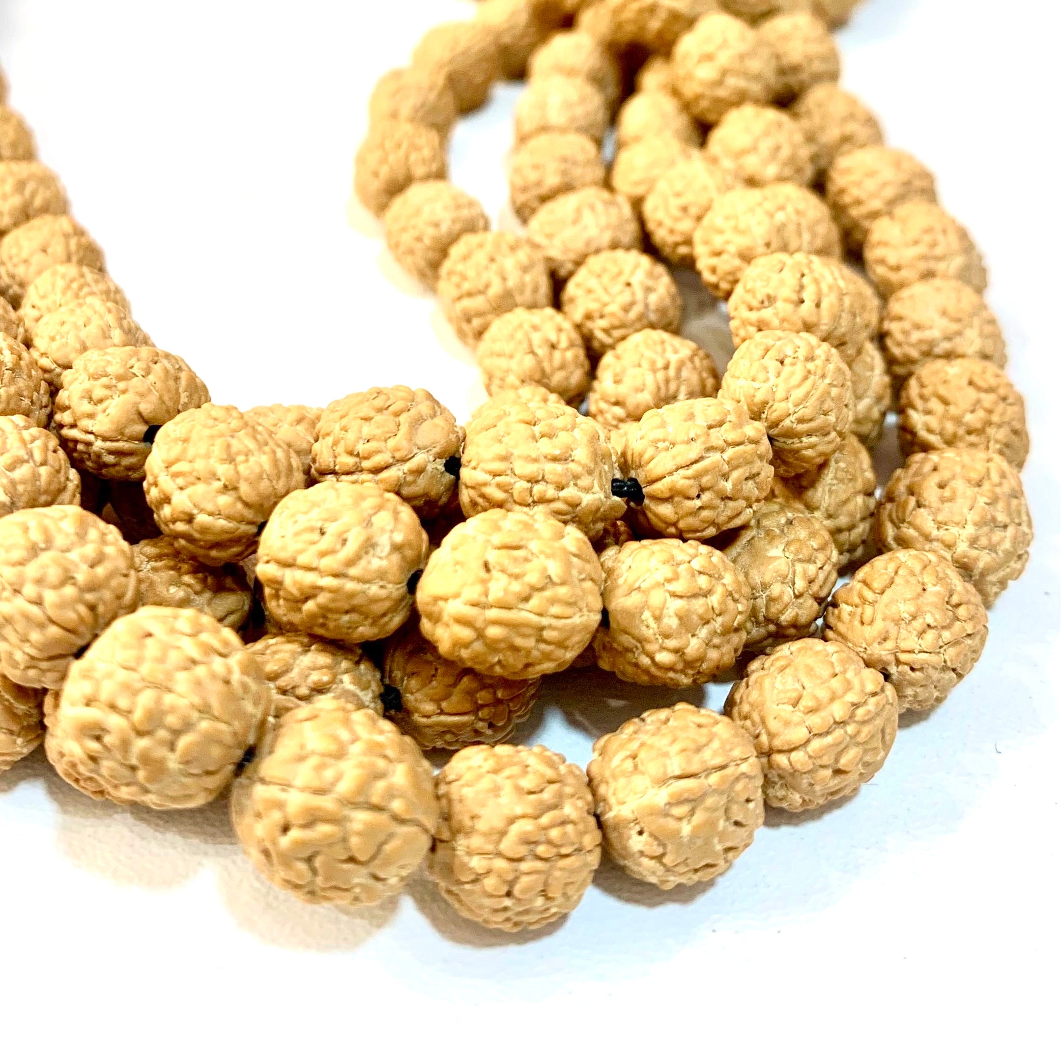 SEMILLA DE RUDRAKSHA