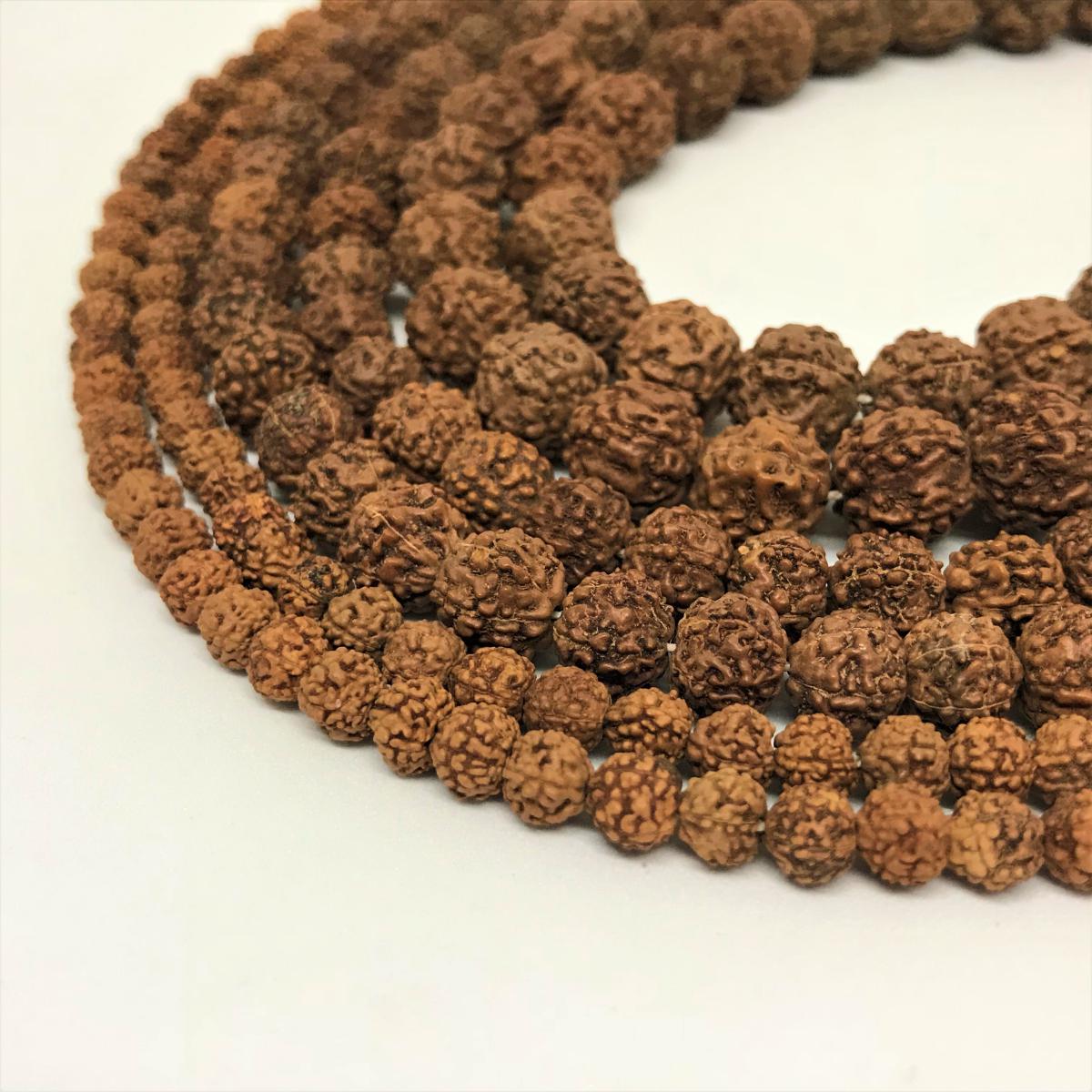 SEMILLA DE RUDRAKSHA