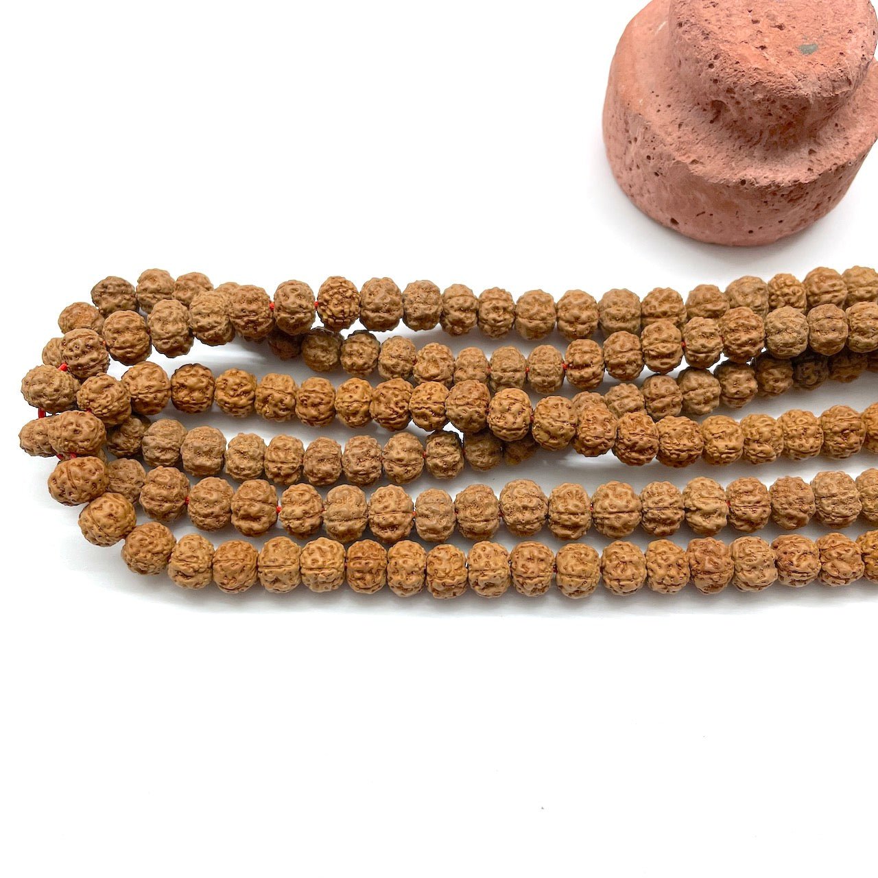 SEMILLA DE RUDRAKSHA